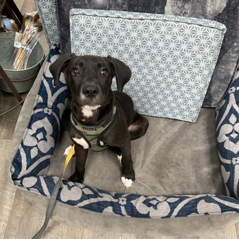 Wagnolia's - Bodhi enjoying their soft beds - Pet Stores Near Me - Stuart, Florida