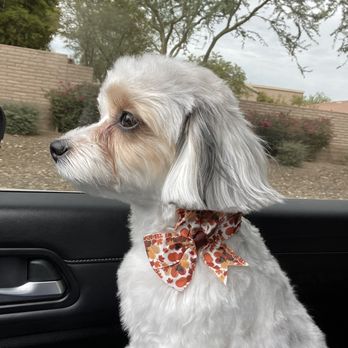 Spa Le Paw - Fresh out the door! - Pet Groomers Near Me - Peoria, Arizona Spa Le Paw - Fresh out the door! - Pet Groomers Near Me - Peoria, Arizona