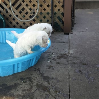 pets at home rochester