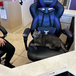The office cat