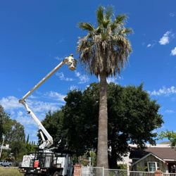 Thrifty Tree Service