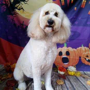 Vanity Fur Pet Spa - Pet Groomers Near Me - Citrus Heights, California Vanity Fur Pet Spa - Pet Groomers Near Me - Citrus Heights, California