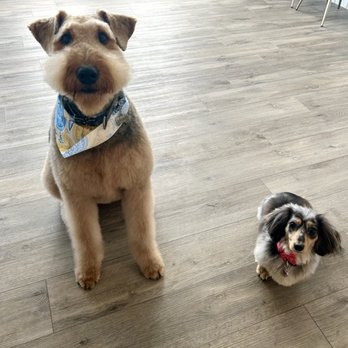 A Dog's World - Shania and Dolly - Pet Groomers Near Me - Littleton, Colorado