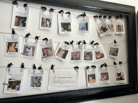 Denver Cat Company by null