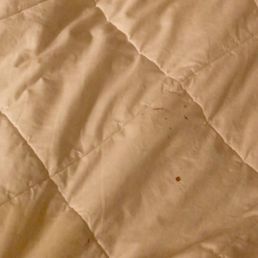These are some blood stains also on the comforter