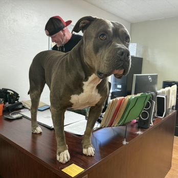 Nice Guy's Bail Bonds - Bail Bondsmen Near Me - Phoenix, Arizona