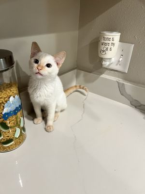 Rescued Treasures Cat Cafe by PALnv by null