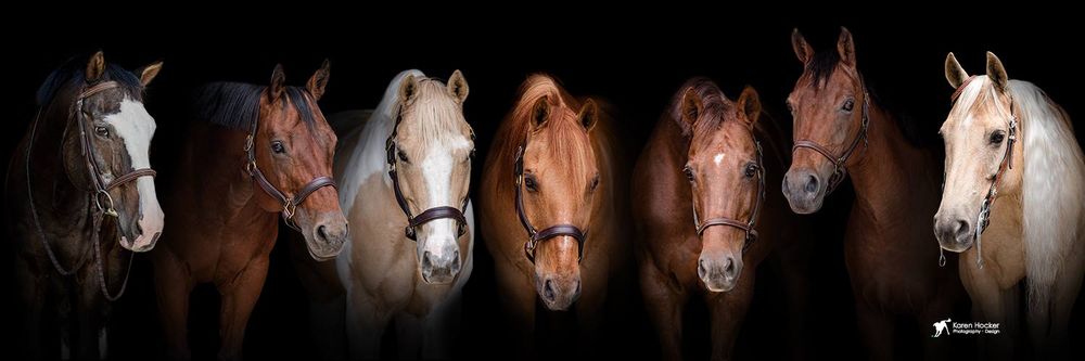 AllinStrideFarm - equestrian in Hollis, NH