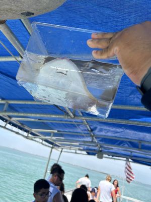 The Original Dolphin Watch by null