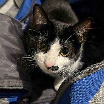 Sassy Cat House Cleaning - Home Cleaning Near Me - Omaha, Nebraska Sassy Cat House Cleaning - Home Cleaning Near Me - Omaha, Nebraska