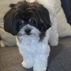 IWubMyPets