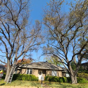 S Green Tree Services - Tree Services Near Me S Green Tree Services - Tree Services Near Me