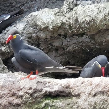 Bronx Zoo - More birds. Noisy little things. - Zoos Near Me - Bronx, New York