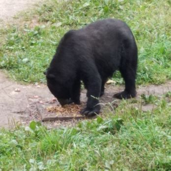 Vince Shute Wildlife Sanctuary - Parks Near Me - Orr, Minnesota