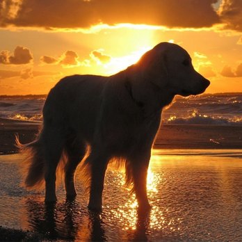 Pets And Friends, LLC - Pet Cremation Services Near Me - Tyler, Texas Pets And Friends, LLC - Pet Cremation Services Near Me - Tyler, Texas