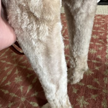 Paw Spa - Shaved area on back of legs. - Pet Groomers Near Me - Alexandria, Virginia