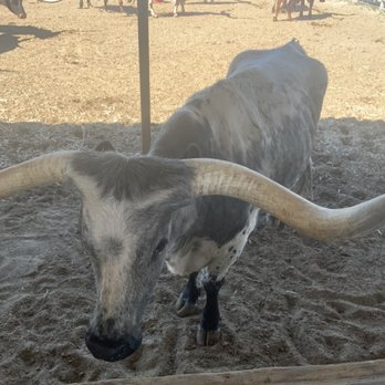 The Stockyards - Local Flavor Near Me - Fort Worth, Texas The Stockyards - Local Flavor Near Me - Fort Worth, Texas