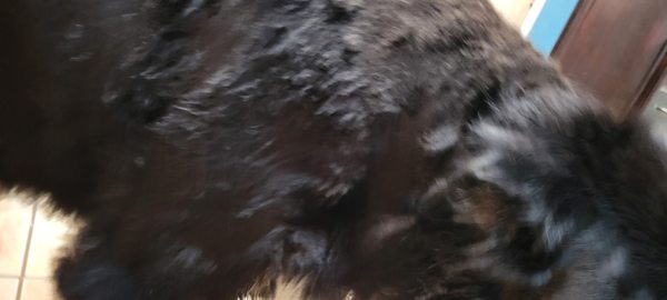 petastic pet grooming