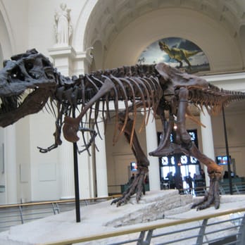 Field Museum - Sue - Museums Near Me - Chicago, Illinois Field Museum - Sue - Museums Near Me - Chicago, Illinois