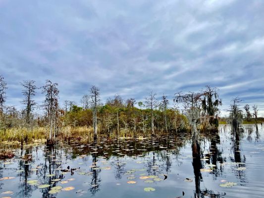 Okefenokee National Wildlife Refuge by null