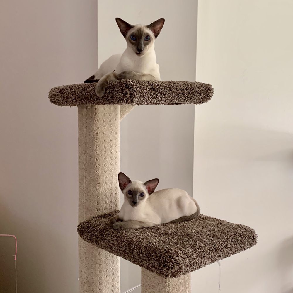 CAT CARE CLINIC OF NAPLES 17 Reviews 4735 Santa Barbara Blvd