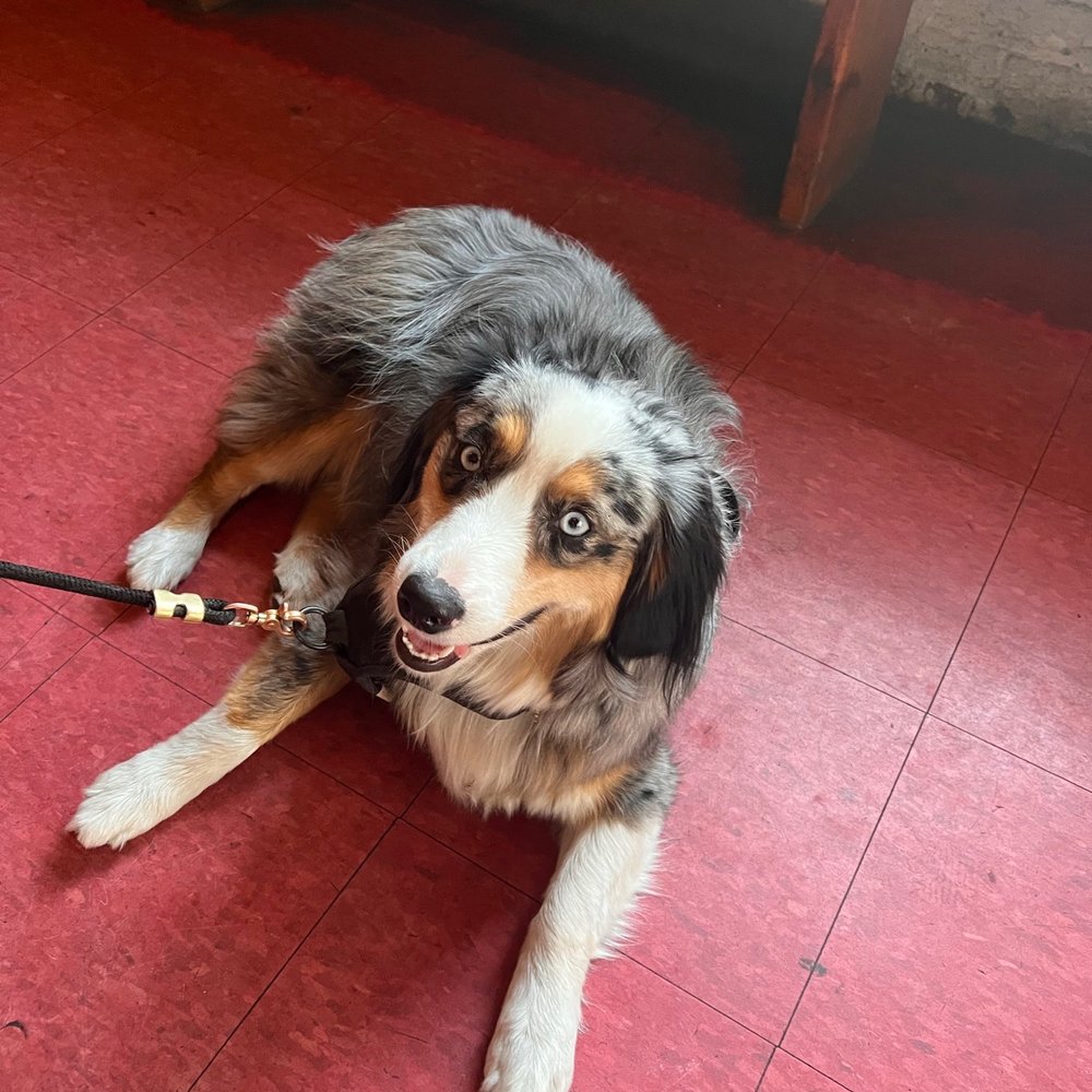 68 Jay St Bar - Bar Dog - Bars Near Me - Brooklyn, New York