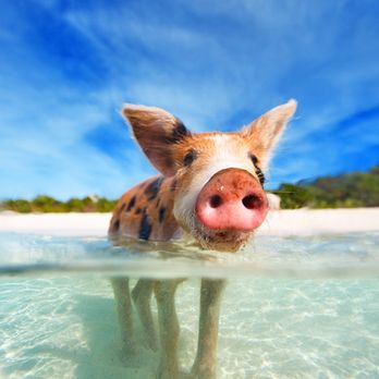 Nikki Stanton - Dream Vacations - Travel Agents Near Me Nikki Stanton - Dream Vacations - Travel Agents Near Me