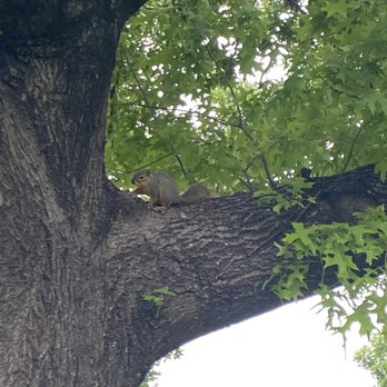 White Oak Bayou Trail - squirrel - Parks Near Me - Houston, Texas White Oak Bayou Trail - squirrel - Parks Near Me - Houston, Texas