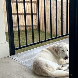 Comanche Trail Veterinary Center - Avery enjoying the fresh air and warm weather!