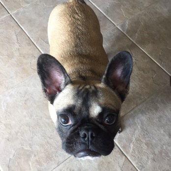 Affordable Vet Care - Veterinarians Near Me - Winter Garden, Florida