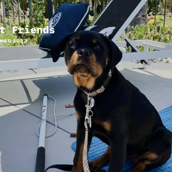 Specialty Dog Training - An outing with Nicole while at boot camp. - Pet Training Near Me - Oceanside, California