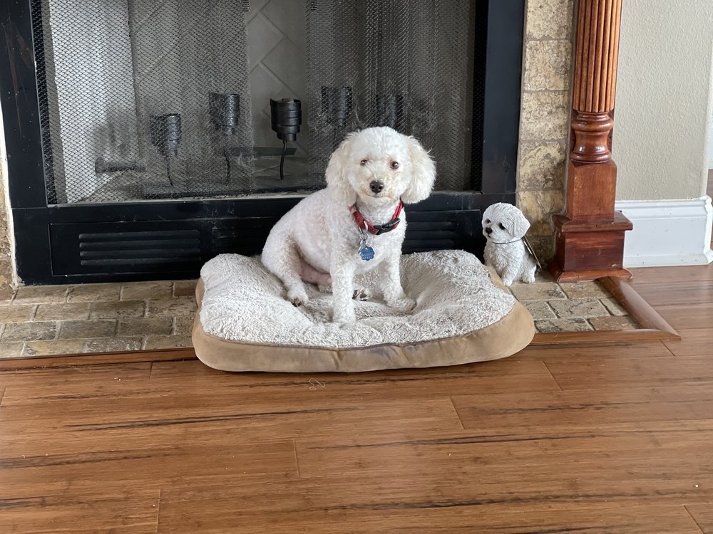 SPLASH AND DASH GROOMERIE & BOUTIQUE Updated August 2024 81 Photos