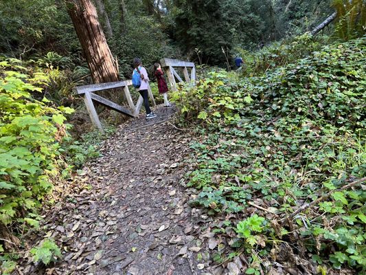 Pygmy Forest Discovery Trail by null