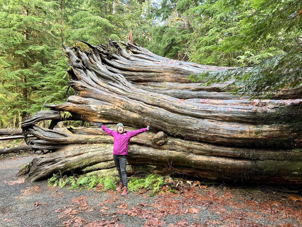 Staircase Area - Olympic National Park Logo