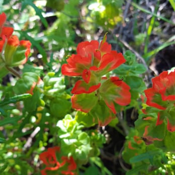 Garrapata State Park - Hiking Near Me