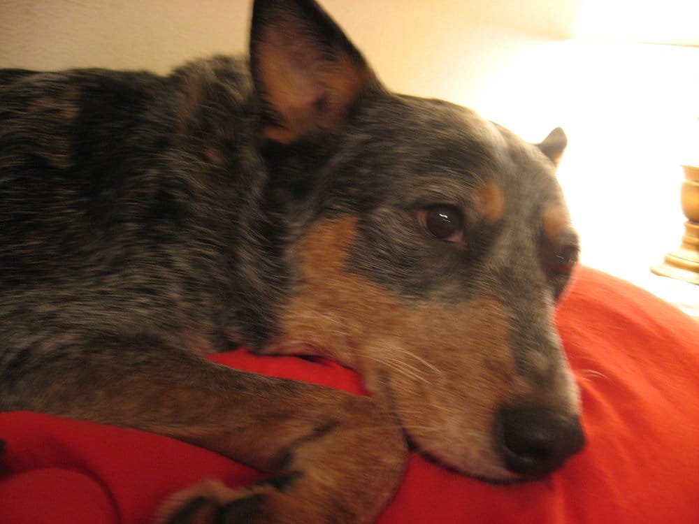 THE PET BUTLER PET SITTING SERVICE Updated April 2024 Rosenberg