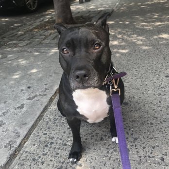 Manhattan Veterinary Group - Veterinarians Near Me - New York, New York Manhattan Veterinary Group - Veterinarians Near Me - New York, New York