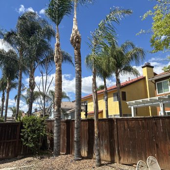 Ortega's Jr Tree Service - What they look like after.. Amazing Job!! - Tree Services Near Me - Riverside , California Ortega's Jr Tree Service - What they look like after.. Amazing Job!! - Tree Services Near Me - Riverside , California