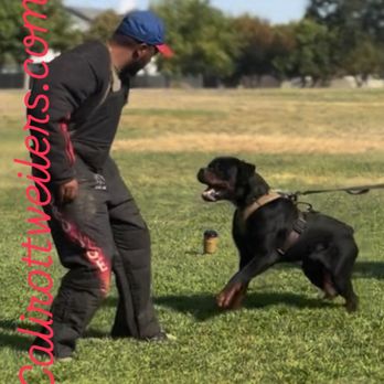 Cali Rottweilers - Hank Protection training - Pet Breeders Near Me Cali Rottweilers - Hank Protection training - Pet Breeders Near Me