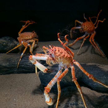 Monterey Bay Aquarium - Aquariums Near Me - Monterey, California