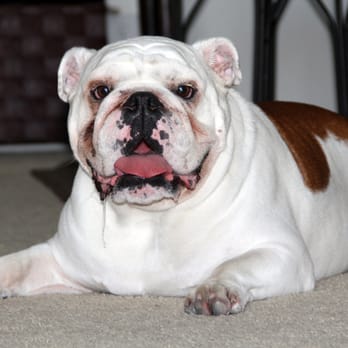 Hikes 4 Hounds - Oscar - Dog Walkers Near Me Hikes 4 Hounds - Oscar - Dog Walkers Near Me
