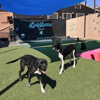 Lucky Buddies Pet Sitting - Outside play area at the daycare location. - Pet Boarding Near Me - San Jose, California Lucky Buddies Pet Sitting - Outside play area at the daycare location. - Pet Boarding Near Me - San Jose, California