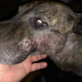 VCA ASEC - Post op - large section of skin removed and lots of swelling - Emergency Pet Hospital Near Me - Los Angeles, California