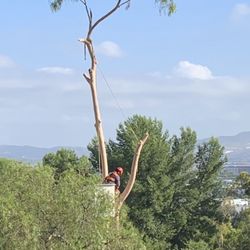 Laguna Village Owners Association - Tree trimmers mid-cutting down what was a healthy tree with a protected hawk's nest.