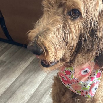 Paws On Wheels Spa - Ellie pre groom - Pet Groomers Near Me