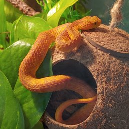 Atheris Squamigera