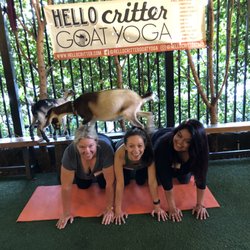 Yoga With Anikkah - We enjoy going to Goat yoga on our free time! Love my students!!