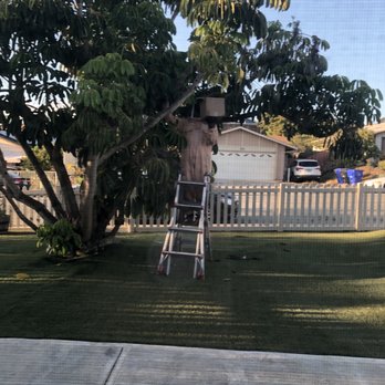 QueenB Live Bee Removal - Pest Control Near Me - San Diego, California