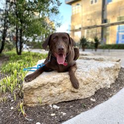 The Wise Hound K9 Academy