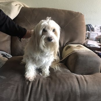 The Painted Pooch - Before - Pet Groomers Near Me - Burien, Washington